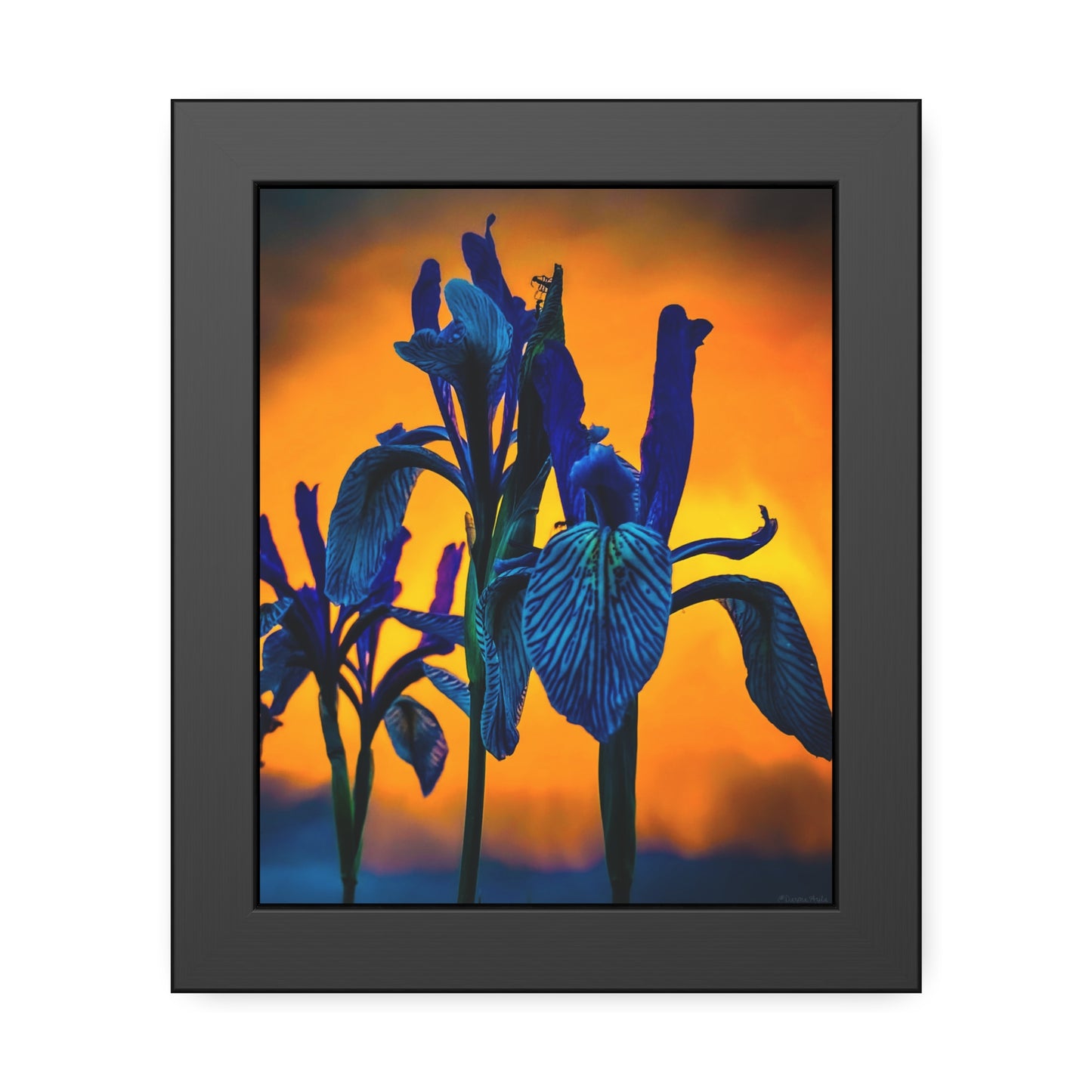 Framed Iris Sunset Print