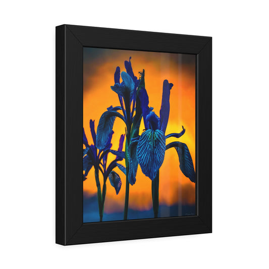 Framed Iris Sunset Print