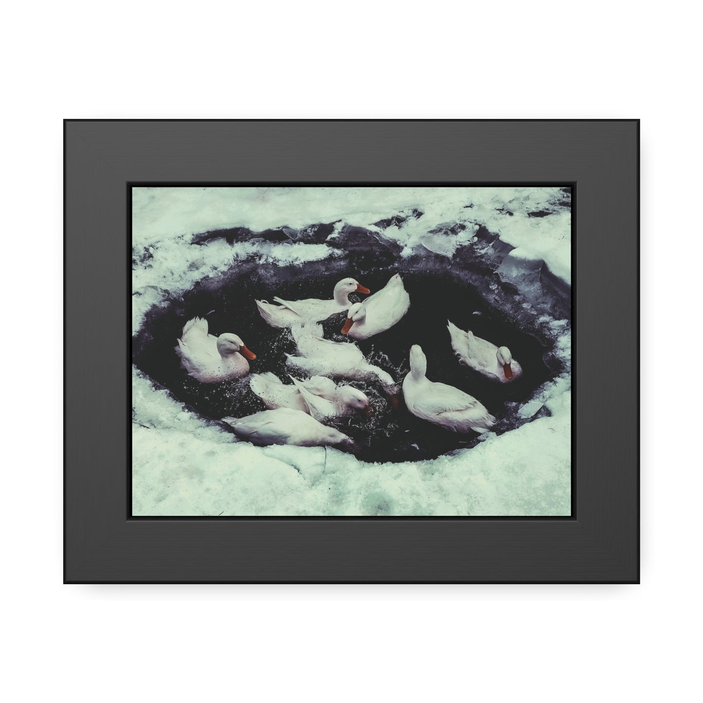 Framed Duck Pond Photo Print — Winter Waterfowl Wall Art